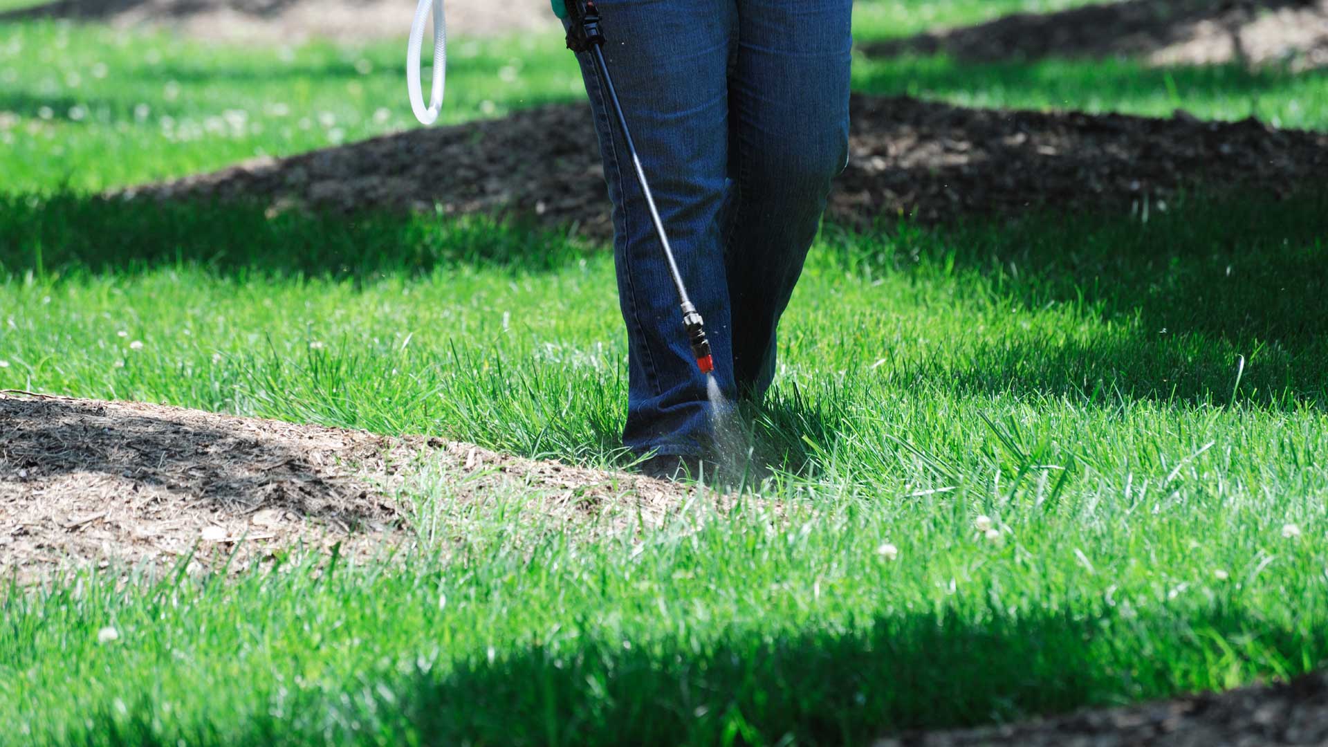 Down to Earth spraying lawn fertilizer and weed control on a lawn in Thornton, CO.