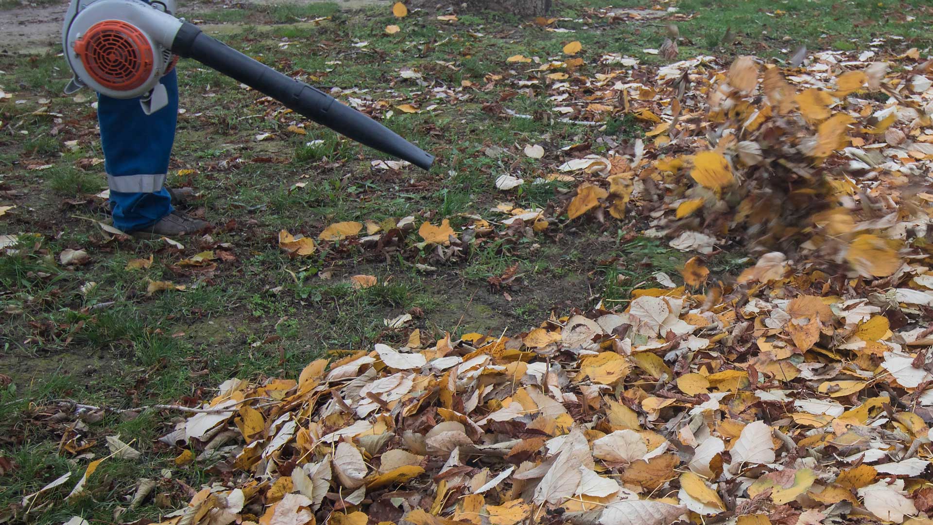 Residential fall yard clean up in Northglenn, CO.