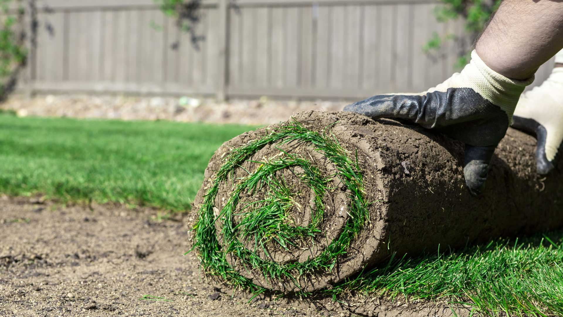 New sod installation in the front lawn of a home in Northglenn, CO.