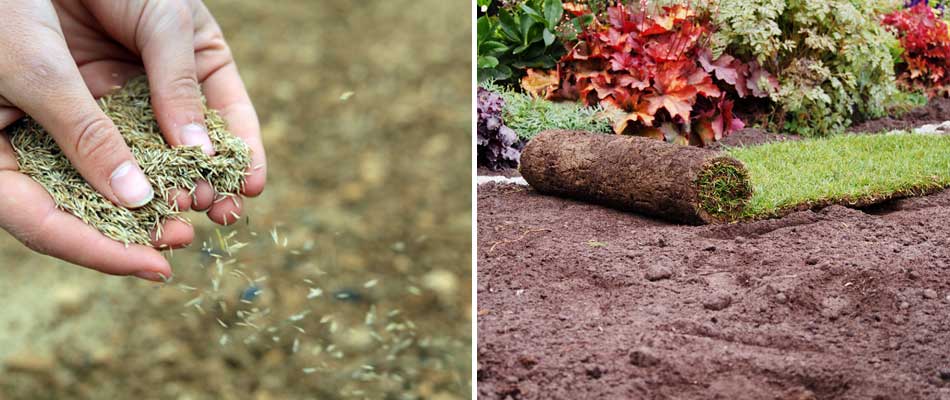 The choice between grass seed or sod for your Broomfield, CO lawn.